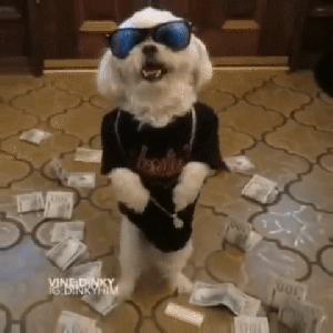 dog money gif